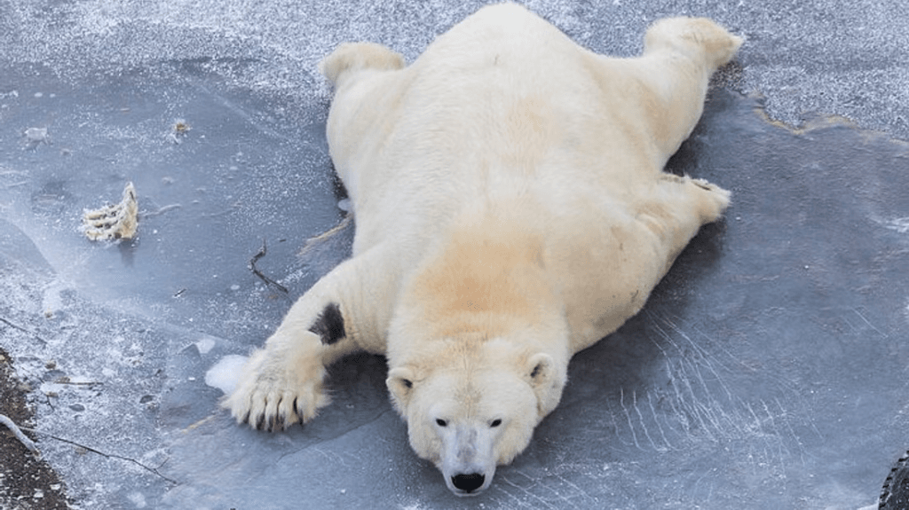 Ranua WildLife Zoo Park