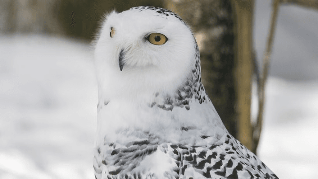 kuva_2025-06-10_122058606