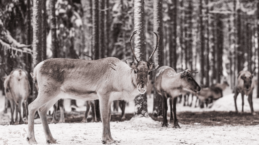 kuva_2025-06-10_144521086