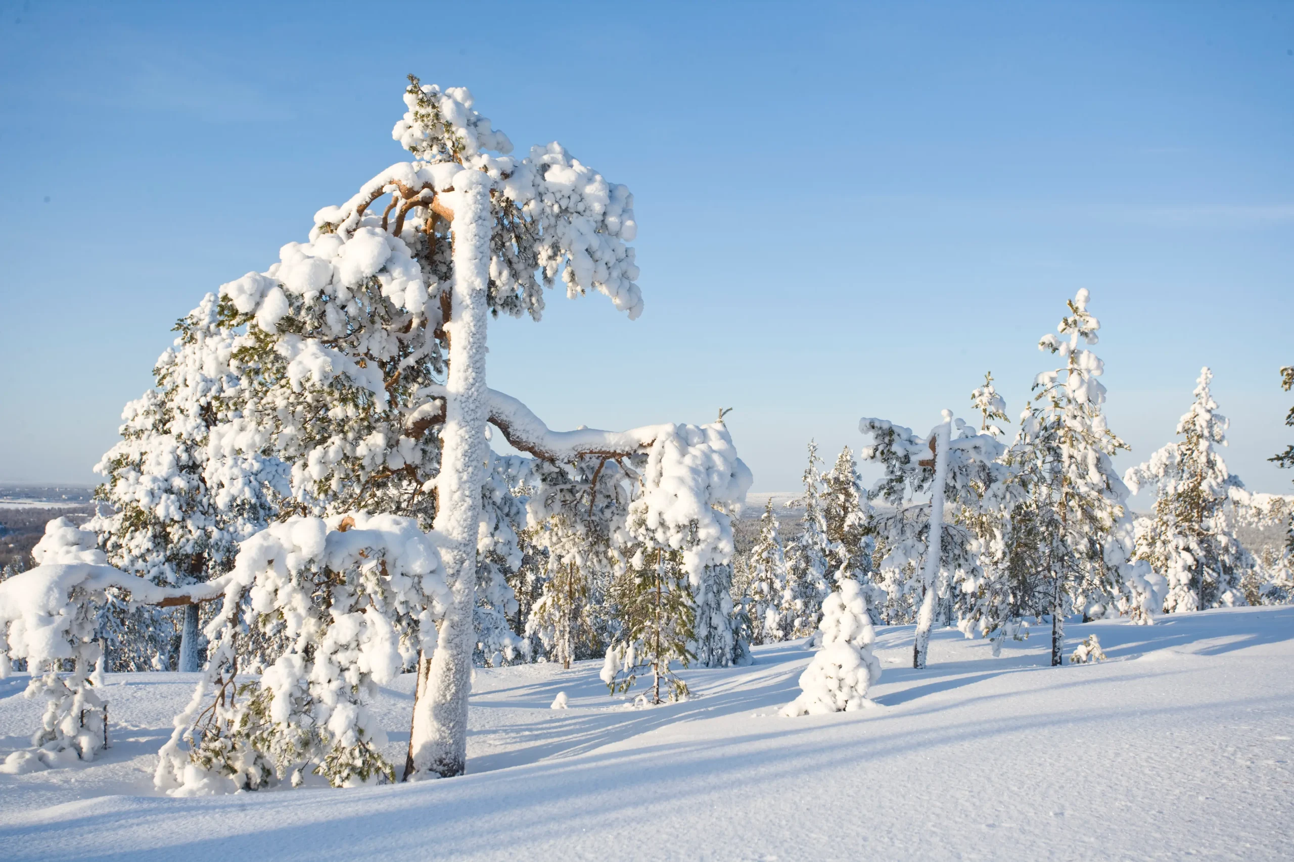Arctic Snowshoe Adventure in Ounasvaara in Rovaniemi Lapland Finland